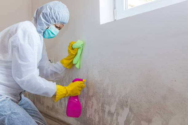 West Wyomissing, PA Mold Removal Company