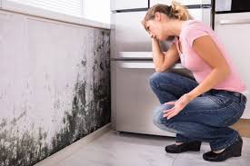 Why You Should Choose Our Mold Remediation Services in West Wyomissing, PA